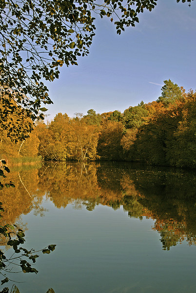 The Lake at Rushmere Country Park  Picture Board by graham young