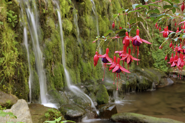Fuschia and Waterfall  Picture Board by graham young