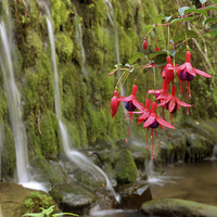 Buy canvas prints of Fuschia and Waterfall  by graham young