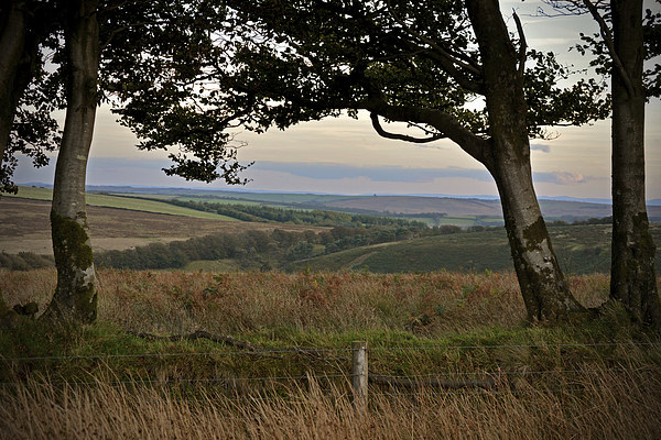 Exmoor through the trees  Picture Board by graham young