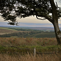 Buy canvas prints of Exmoor through the trees  by graham young