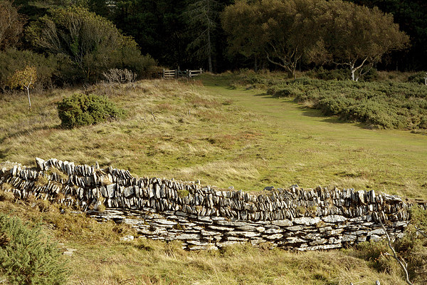The Iron Age Enclosure on Hollerday Hill  Picture Board by graham young