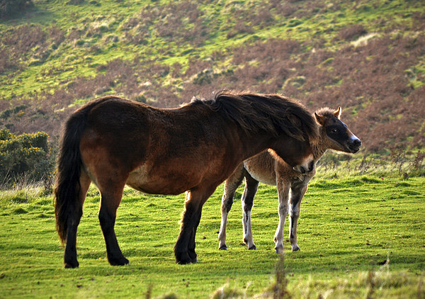 Exmoor Pony and Foal  Picture Board by graham young