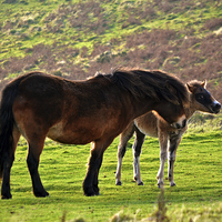 Buy canvas prints of Exmoor Pony and Foal  by graham young