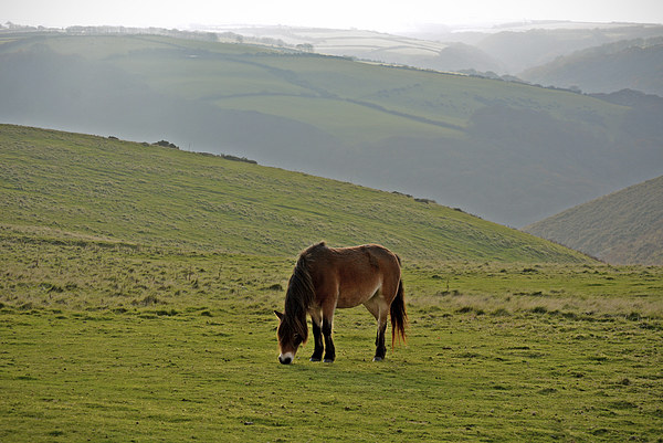 Exmoor Pony  Picture Board by graham young