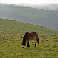 Buy canvas prints of Exmoor Pony  by graham young