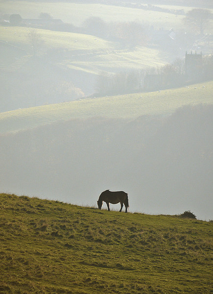 Grazing on Exmoor  Picture Board by graham young