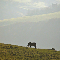 Buy canvas prints of Grazing on Exmoor  by graham young