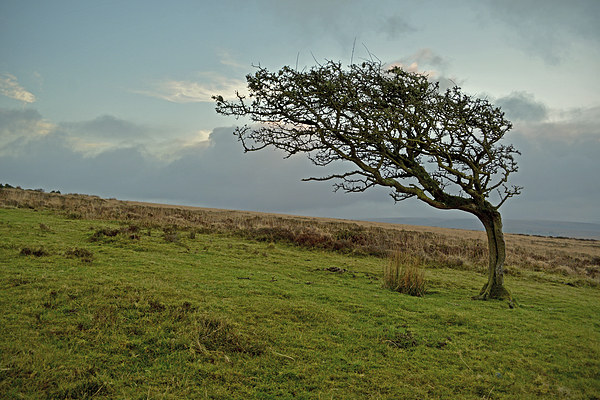 Windswept Tree  Picture Board by graham young