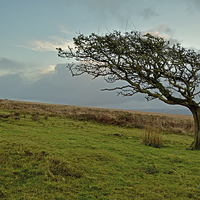 Buy canvas prints of Windswept Tree  by graham young