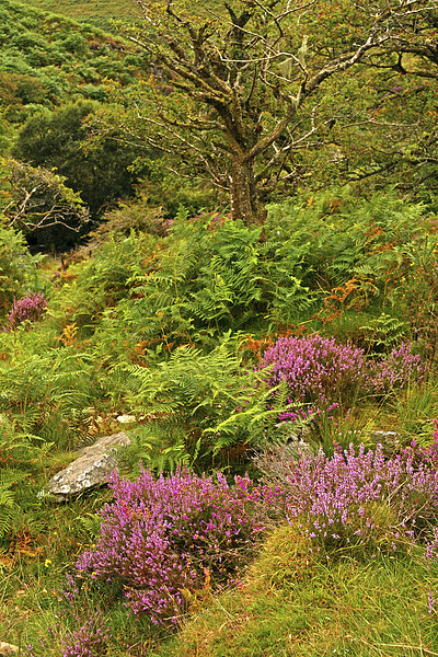 Exmoor Heather  Picture Board by graham young