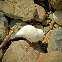 Buy canvas prints of Sea Shell and Pebbles by graham young