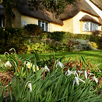 Buy canvas prints of Snowdrops at Selworthy by graham young