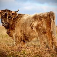 Buy canvas prints of Highland Cow by graham young