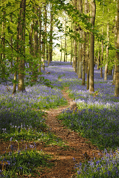 The Bluebell Path Picture Board by graham young