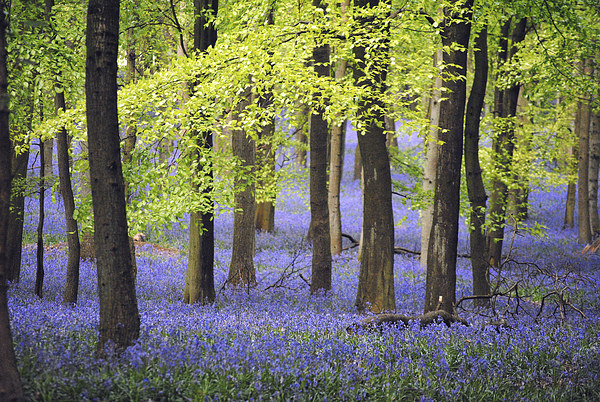 Bluebells at Ashridge Picture Board by graham young