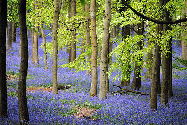 bluebells at ashridge Picture Board by graham young