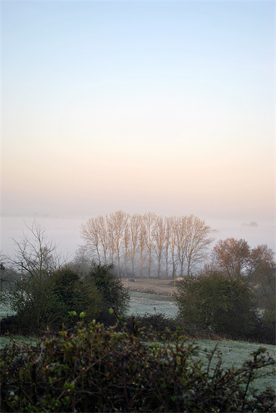 trees in a misty dawn Picture Board by graham young