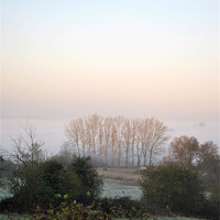 Buy canvas prints of trees in a misty dawn by graham young