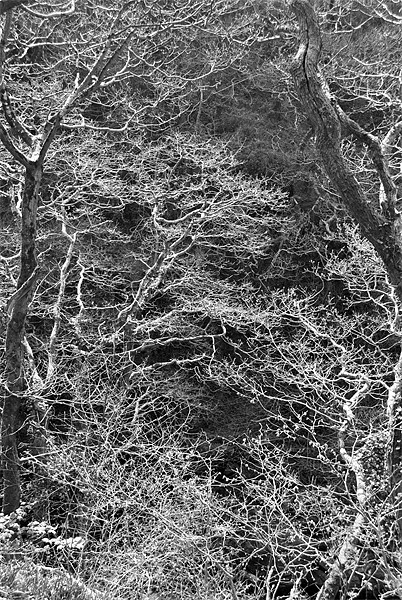 winter trees Picture Board by graham young