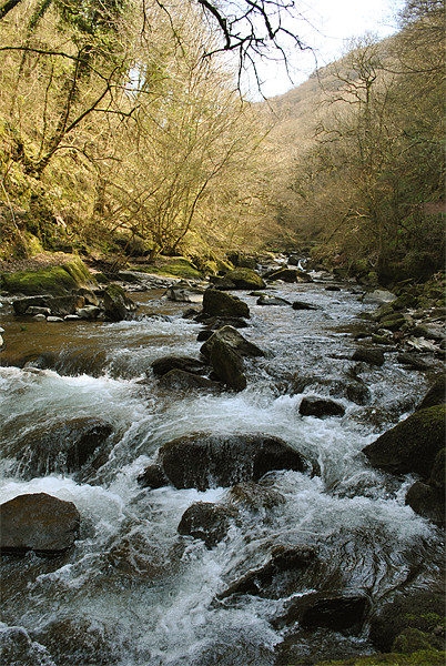 The East Lyn River near Lynmouth Picture Board by graham young