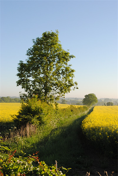 Field of Oilseed Rape Picture Board by graham young