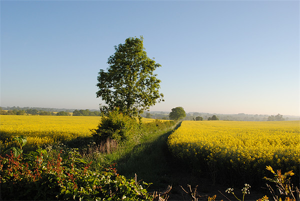 Rape Fields Picture Board by graham young