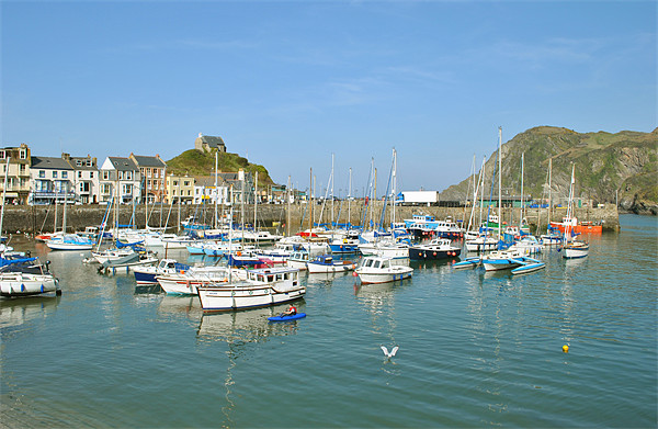 Ilfracombe Harbour, North Devon Picture Board by graham young