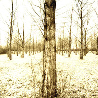 Buy canvas prints of winter trees by graham young