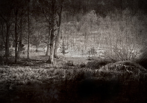 The Dark Forest Picture Board by graham young
