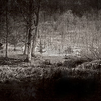 Buy canvas prints of The Dark Forest by graham young