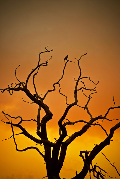 Dead Tree At Sunset Picture Board by graham young