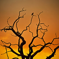 Buy canvas prints of Dead Tree At Sunset by graham young
