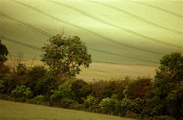 a hedgerow in summer Picture Board by graham young