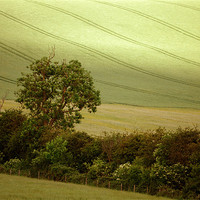 Buy canvas prints of a hedgerow in summer by graham young