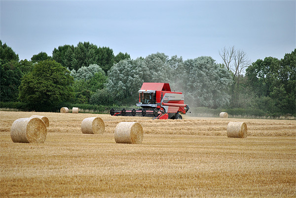 harvesting the wheat crop Picture Board by graham young