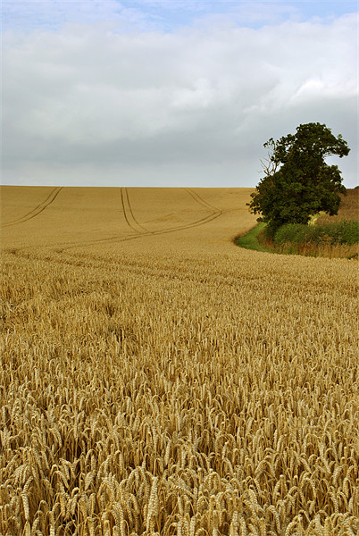 waiting for the harvest Picture Board by graham young