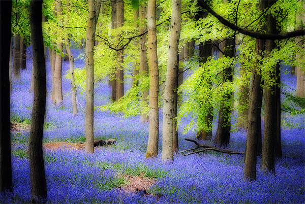 Ashridge Bluebell Woods Picture Board by graham young