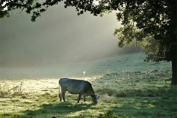 In a Misty Dawn 1 Picture Board by graham young