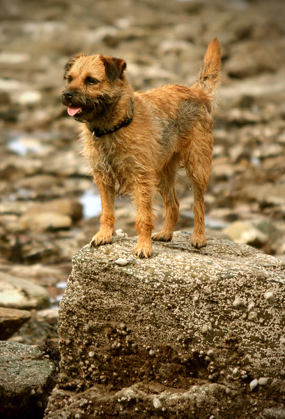 Border Terrier Picture Board by graham young
