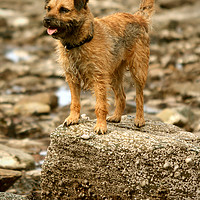 Buy canvas prints of Border Terrier by graham young