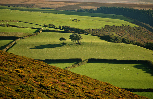 Exmoor Picture Board by graham young