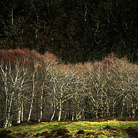 Buy canvas prints of Birch Trees at Myrtleberry by graham young