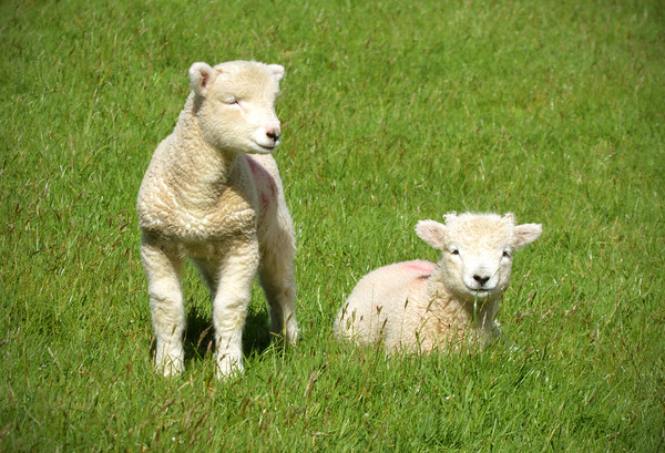 Exmoor Lambs Picture Board by graham young