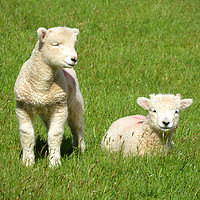 Buy canvas prints of Exmoor Lambs by graham young