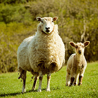 Buy canvas prints of Exmoor Sheep by graham young