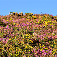 Buy canvas prints of Heather and Gorse by graham young