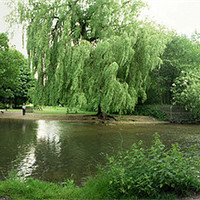 Buy canvas prints of The River Gade at Cassiobury Park in Watford by graham young