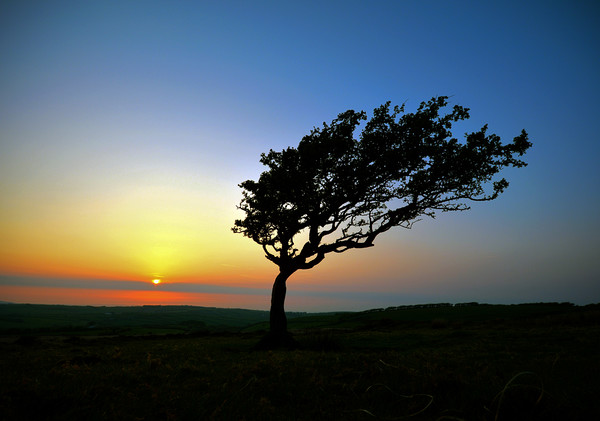 Tree at Sunset On Exmoor Picture Board by graham young