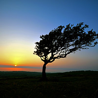Buy canvas prints of Tree at Sunset On Exmoor by graham young